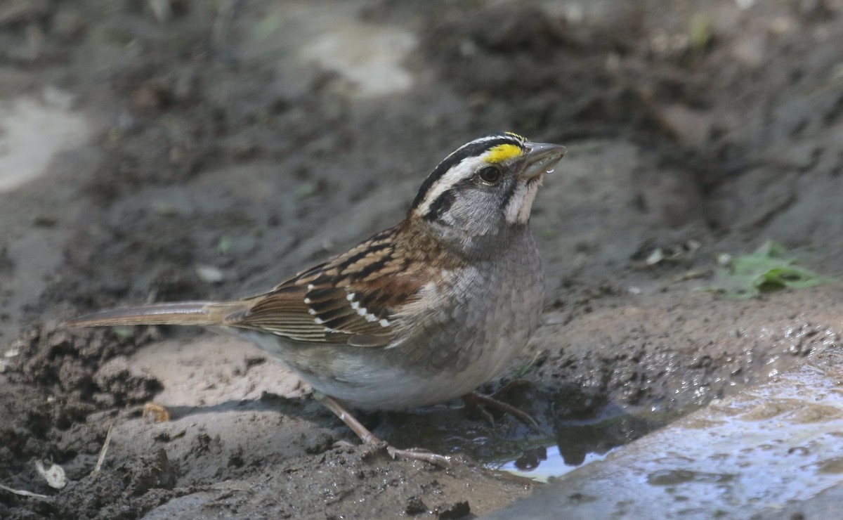 White-throated Sparrow - ML618300057