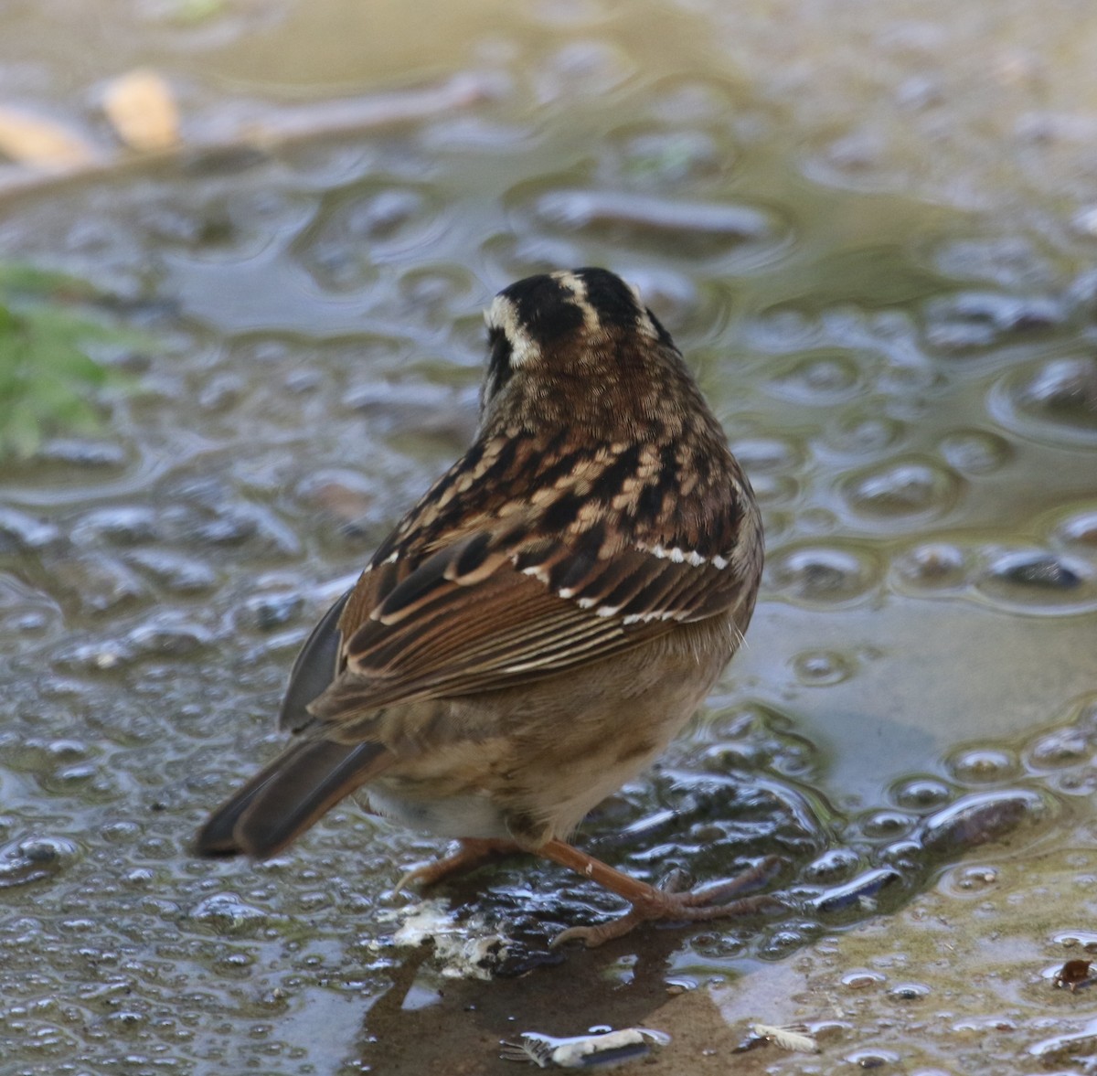White-throated Sparrow - ML618300058
