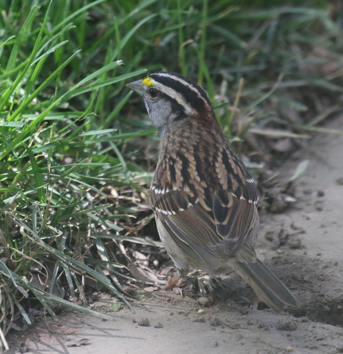 White-throated Sparrow - ML618300059