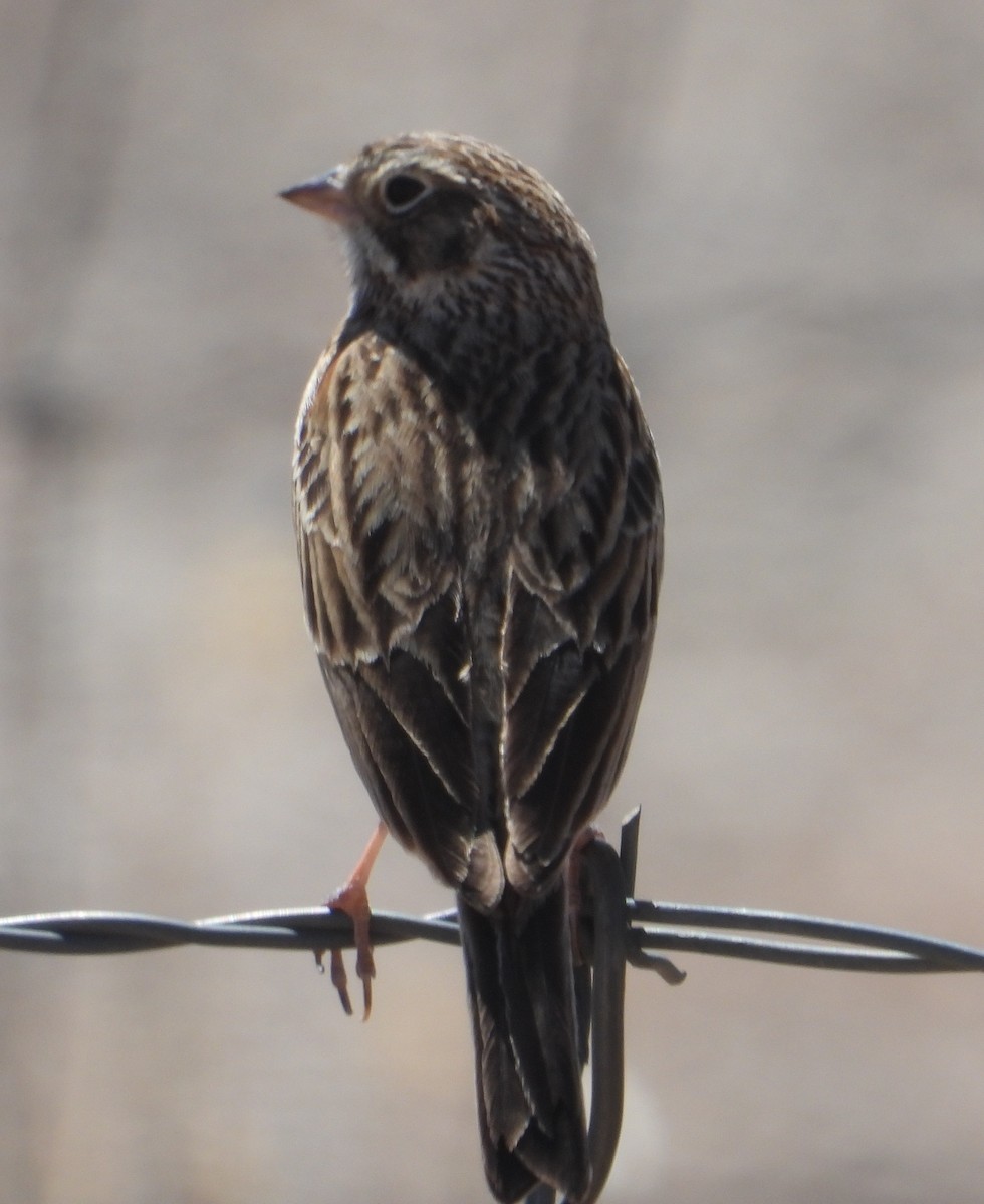 Vesper Sparrow - ML618300064