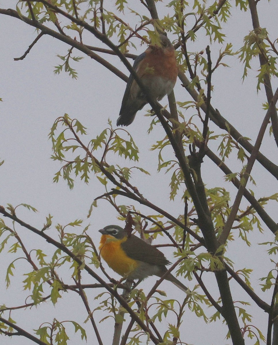 Yellow-breasted Chat - ML618300066
