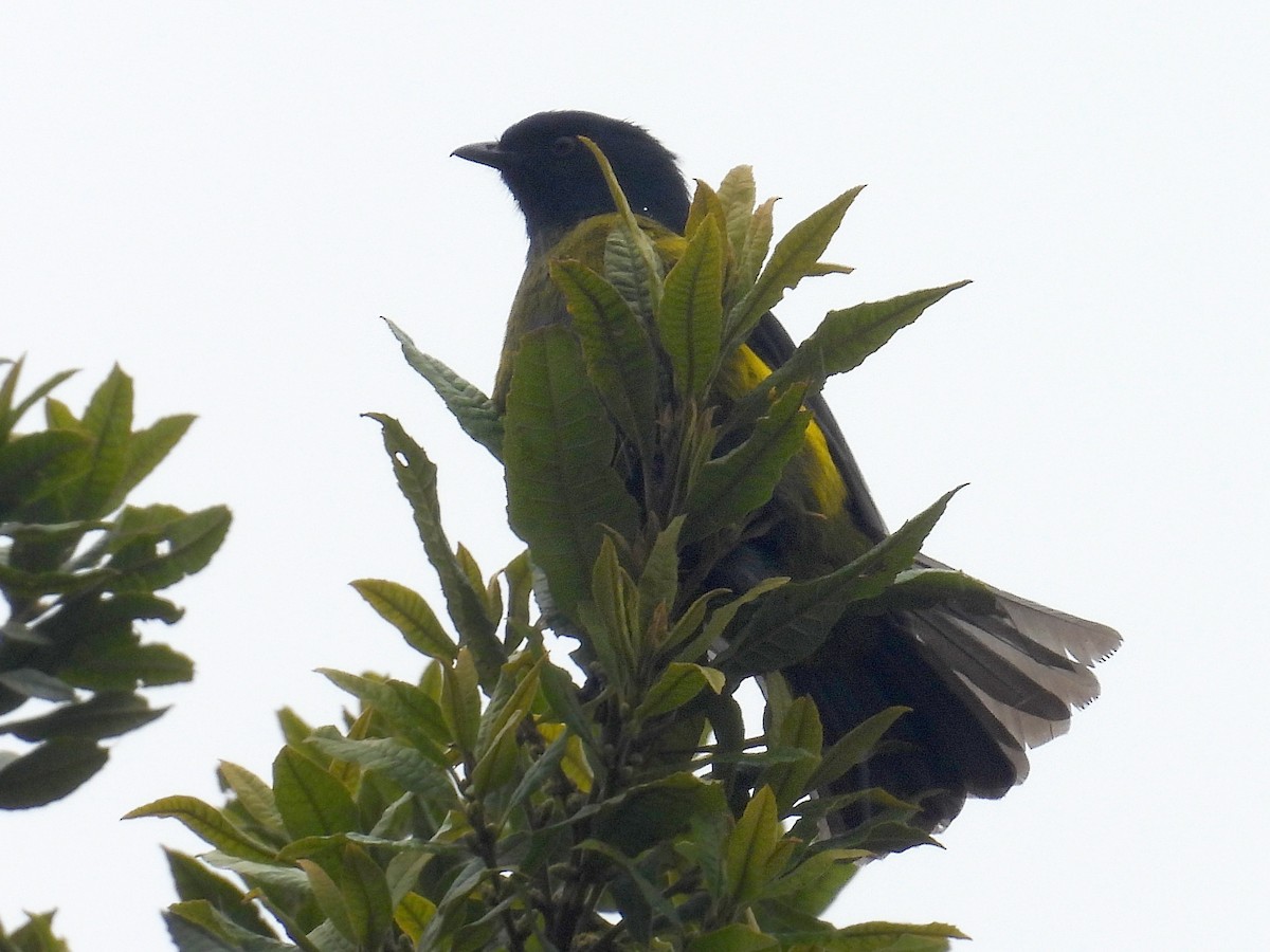 Black-and-yellow Silky-flycatcher - ML618300115