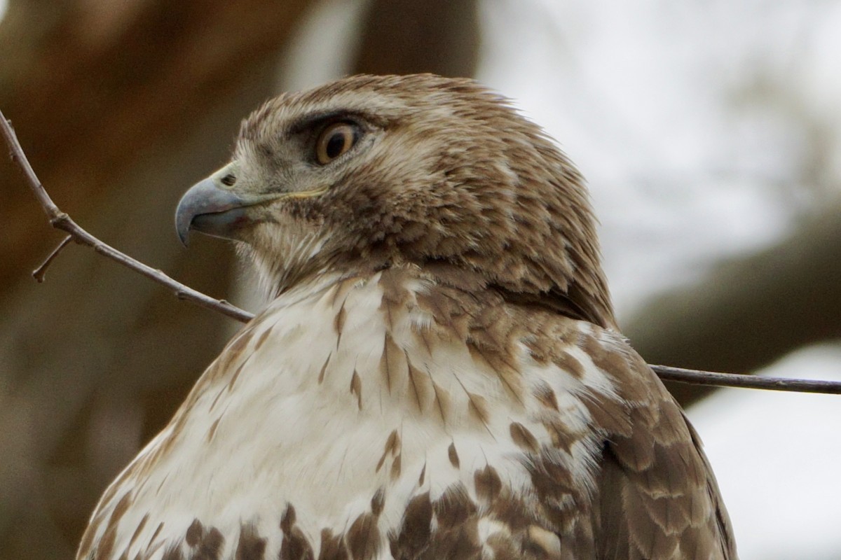 Red-tailed Hawk - ML618300133