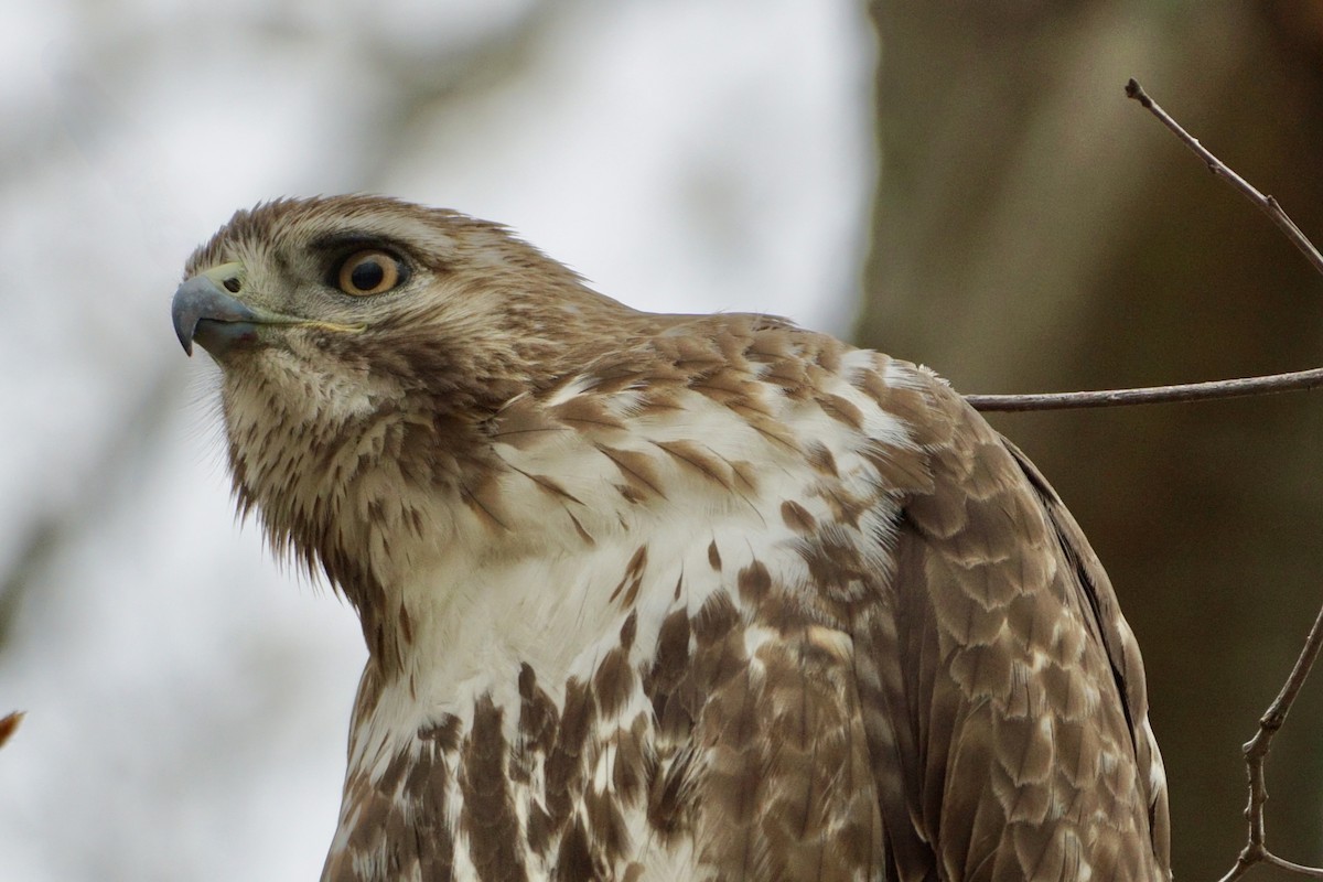 Red-tailed Hawk - ML618300134