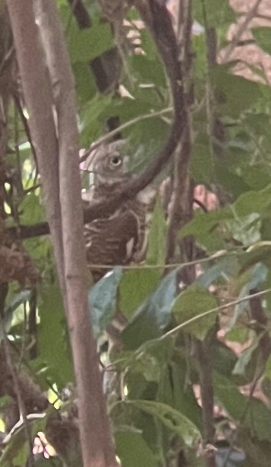 Asian Barred Owlet - ML618300185