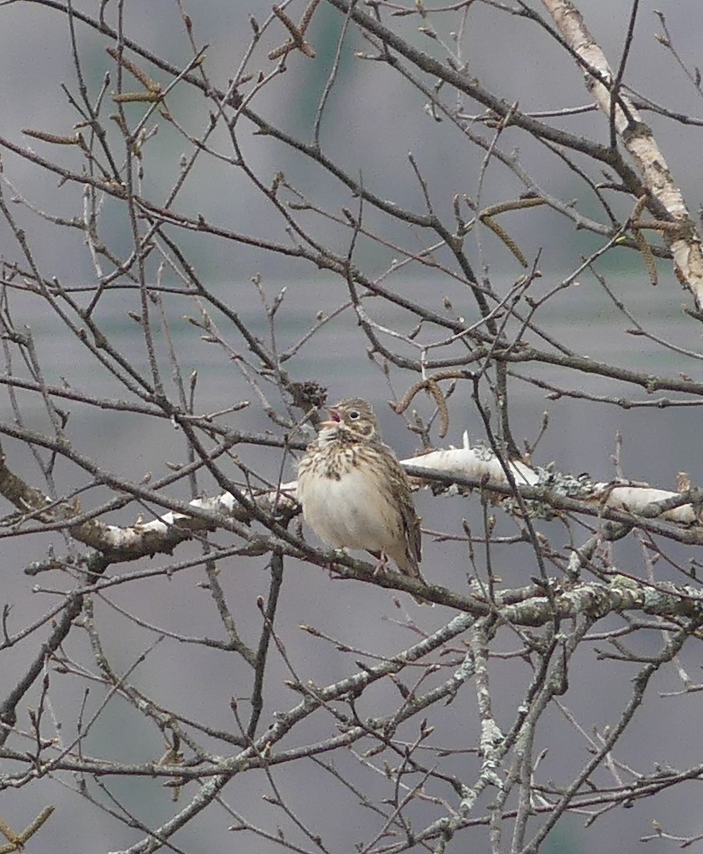 Vesper Sparrow - ML618300189