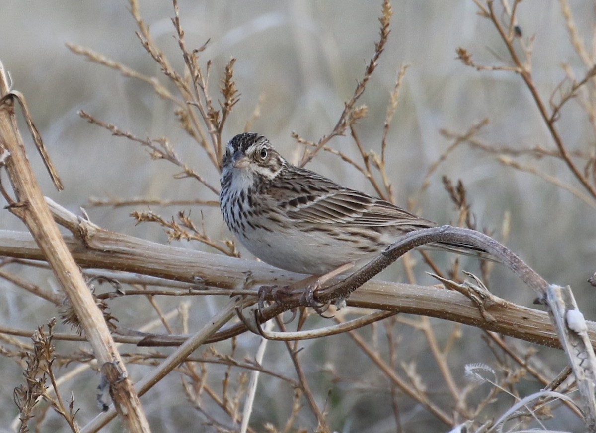 Vesper Sparrow - ML618300203