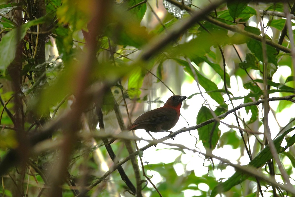 Red-throated Ant-Tanager - ML618300209