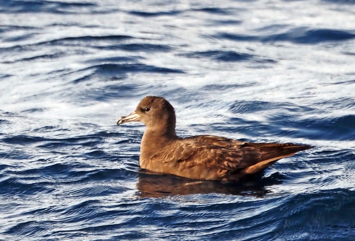Flesh-footed Shearwater - ML618300214