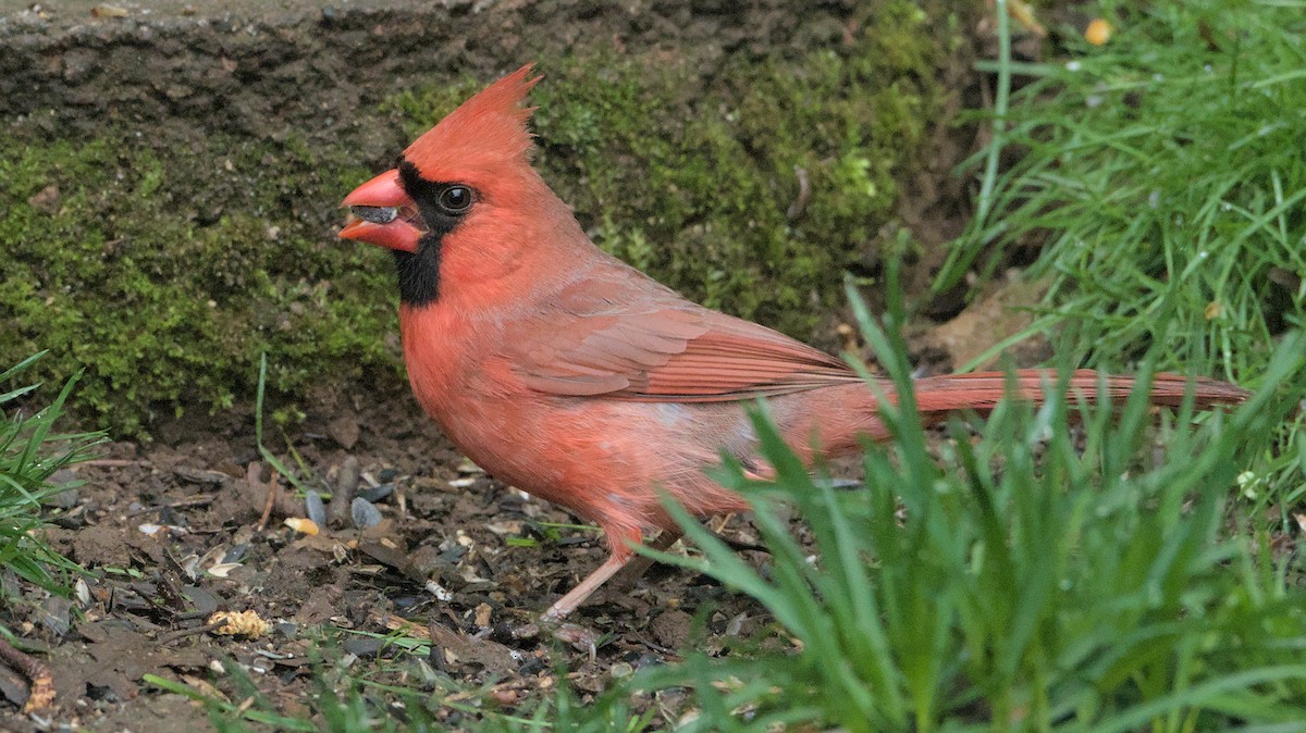 Northern Cardinal - ML618300228