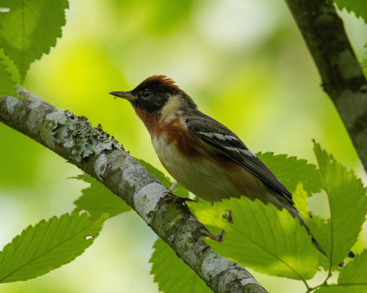 Bay-breasted Warbler - ML618300234