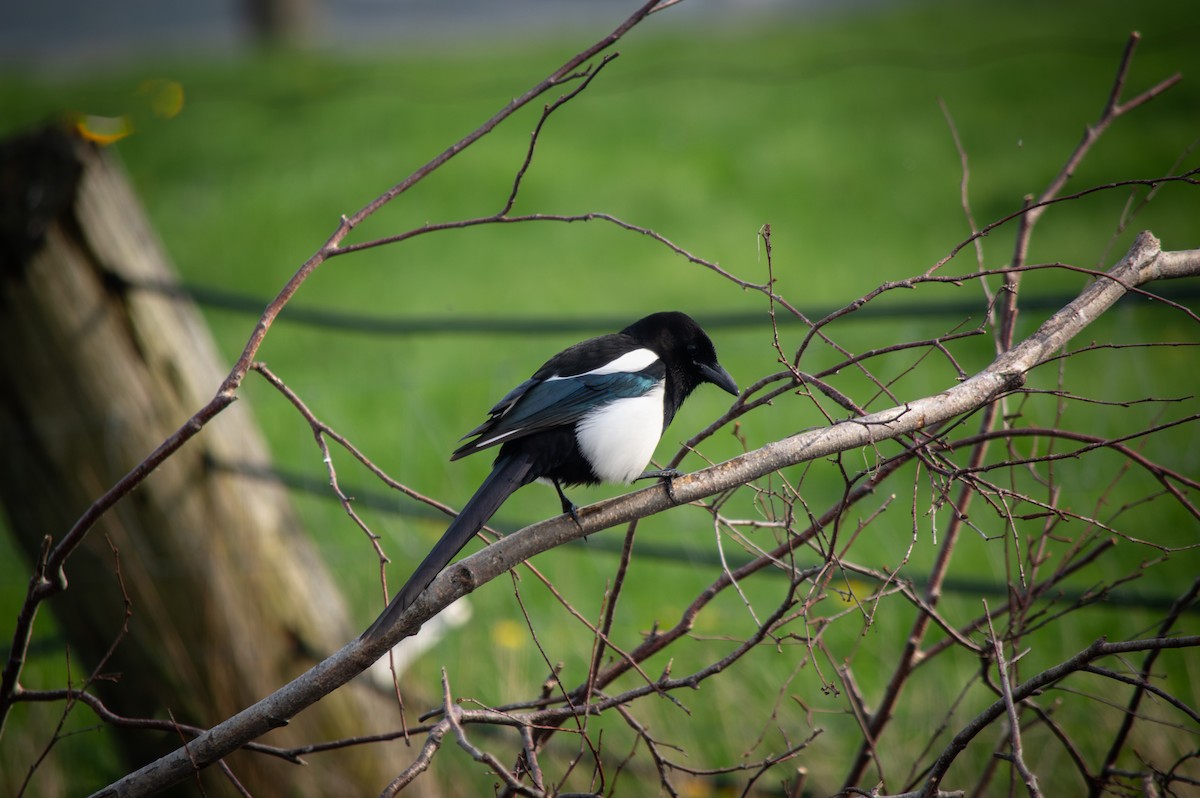 Black-billed Magpie - Dolan Bohnert