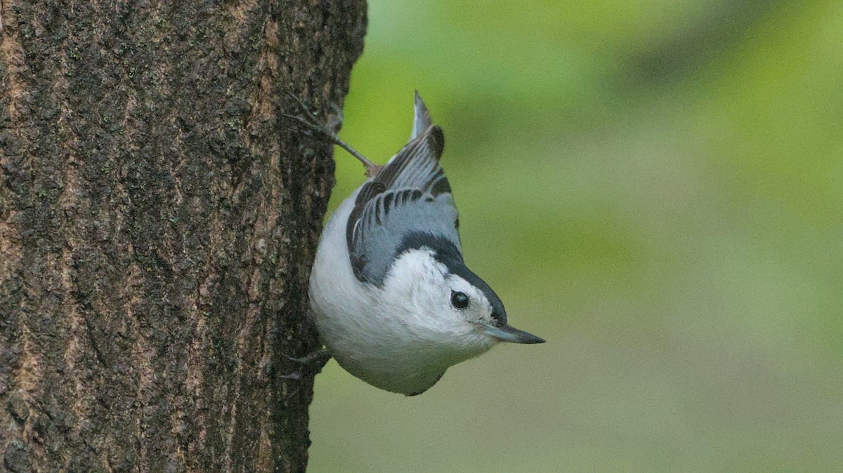 White-breasted Nuthatch - ML618300250