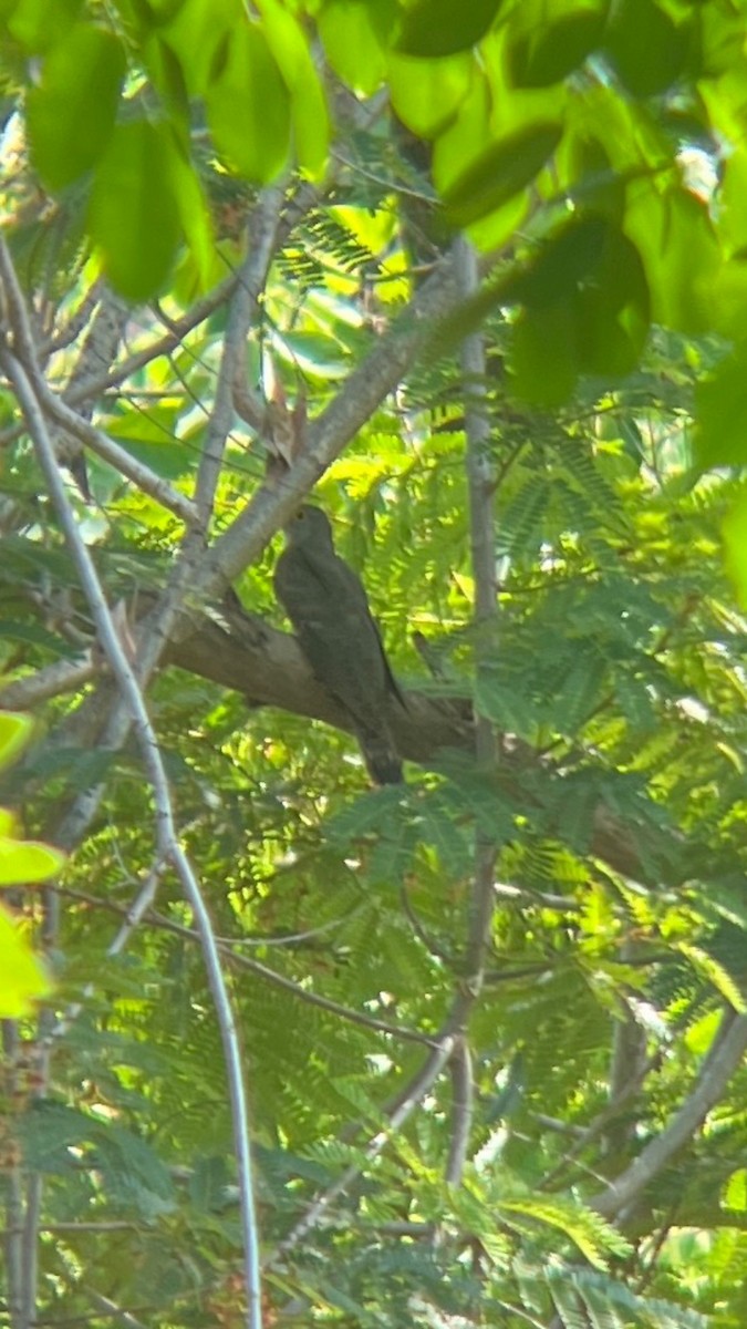 Indian Cuckoo - ML618300261
