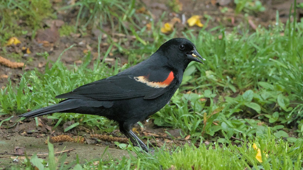 Red-winged Blackbird - Robert Howard