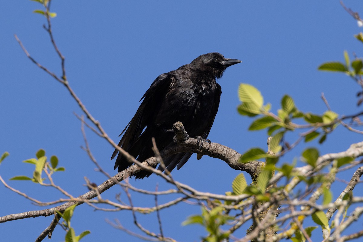 American Crow - ML618300308