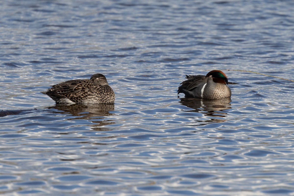Green-winged Teal - ML618300339