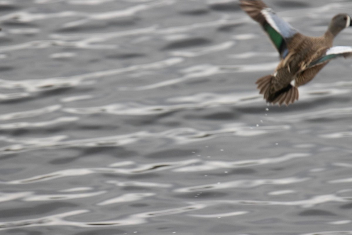Blue-winged Teal - ML618300344