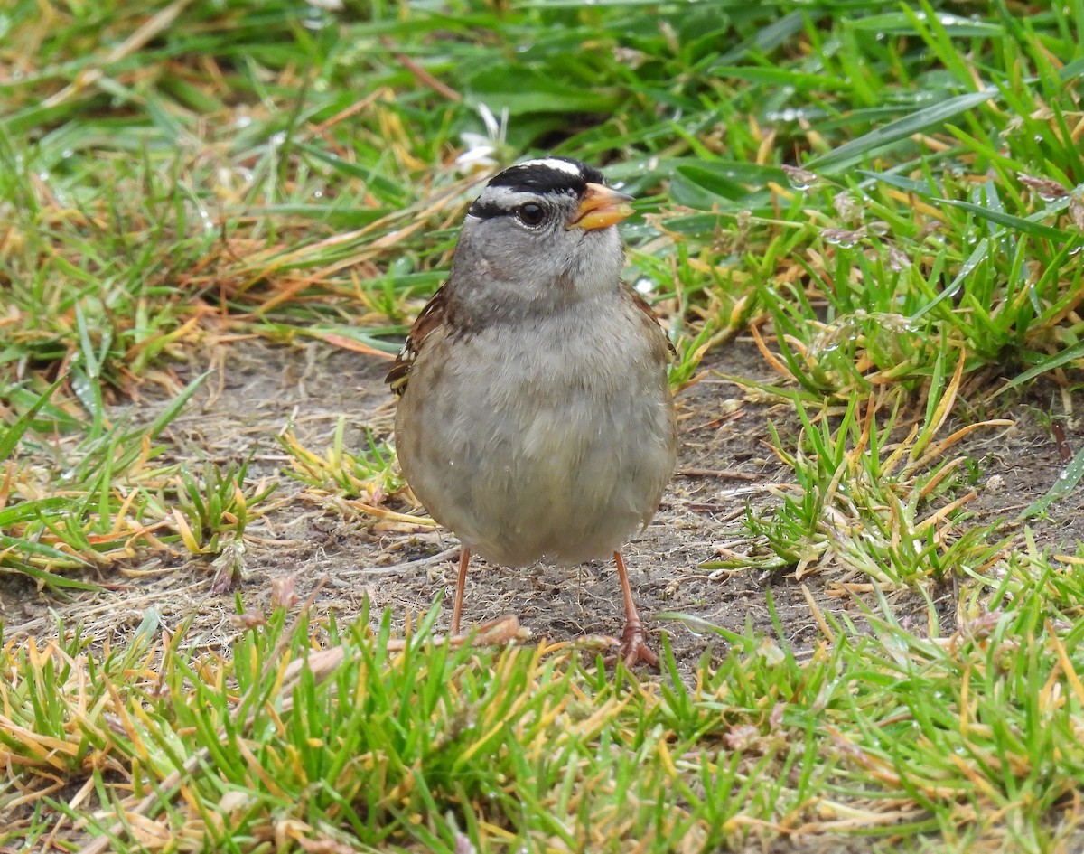 White-crowned Sparrow - ML618300346