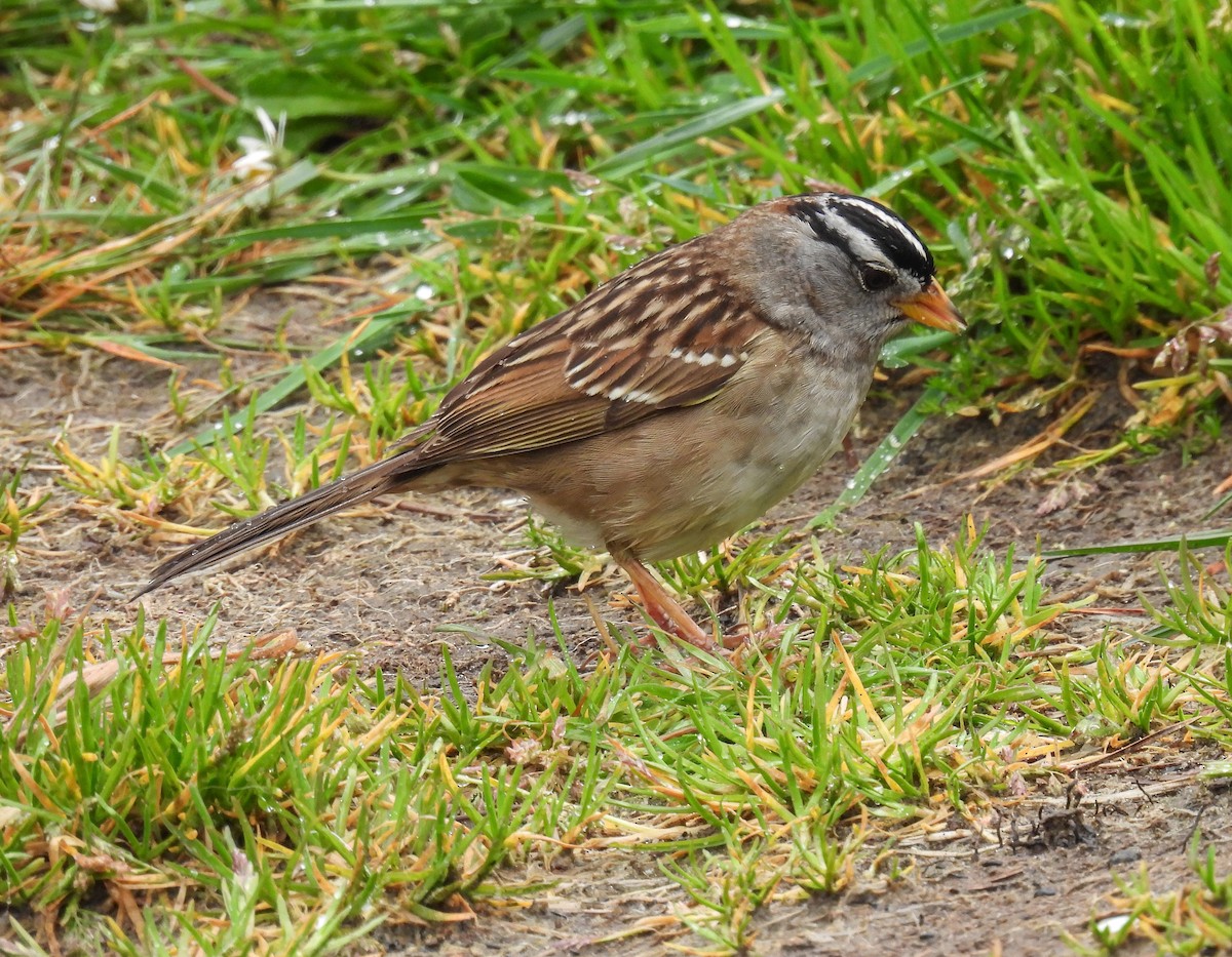 White-crowned Sparrow - ML618300348