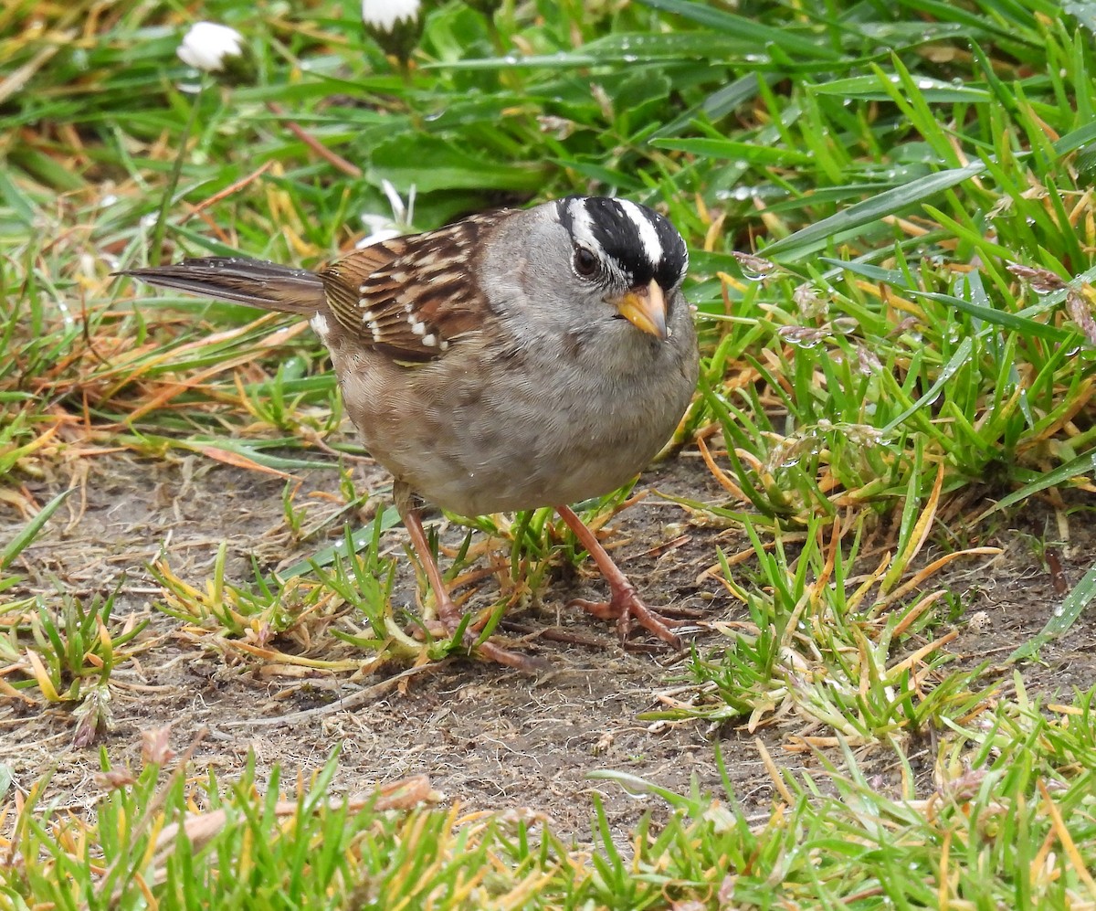 White-crowned Sparrow - ML618300349