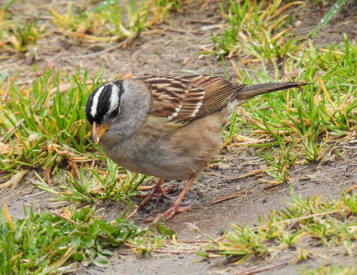 White-crowned Sparrow - ML618300350