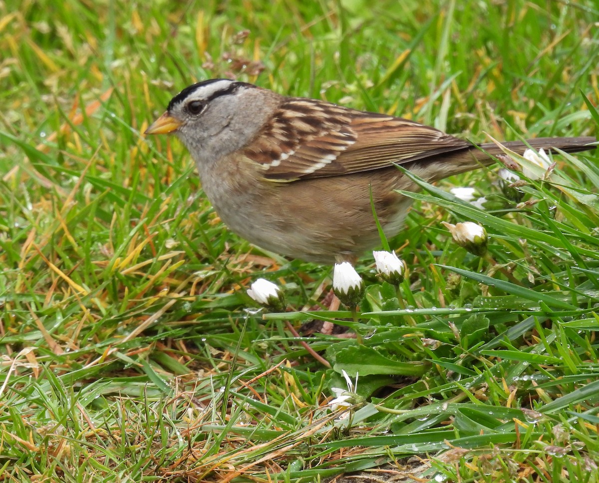 White-crowned Sparrow - ML618300351