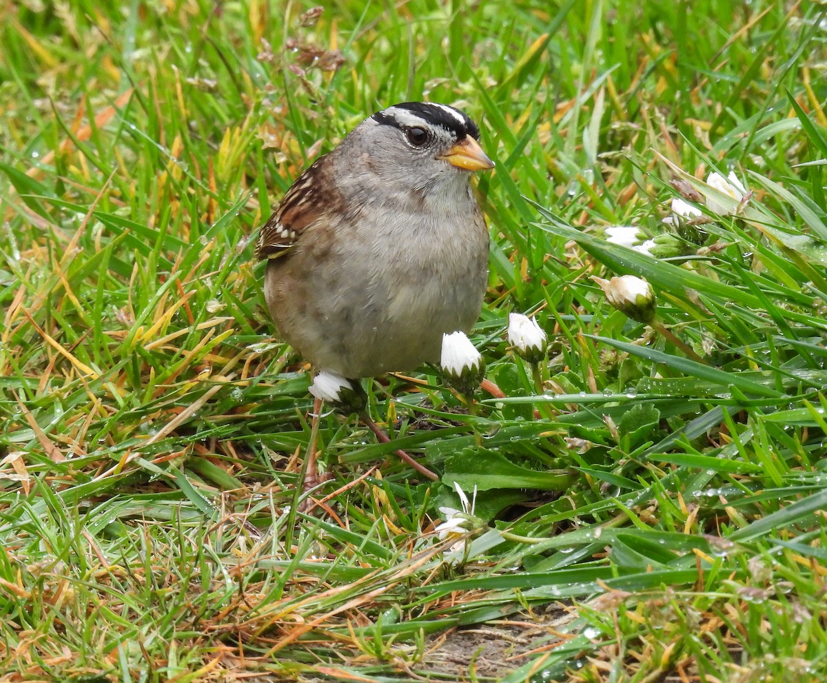 White-crowned Sparrow - ML618300352