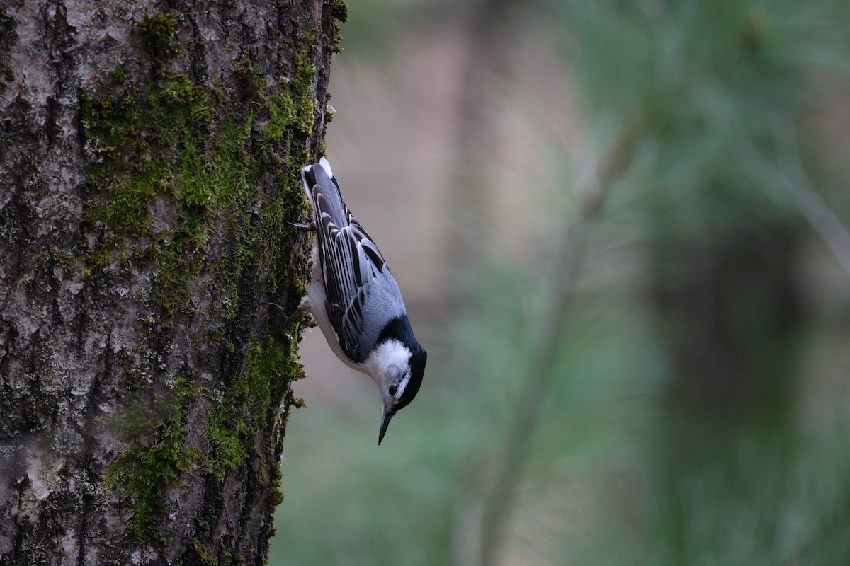 White-breasted Nuthatch - ML618300432