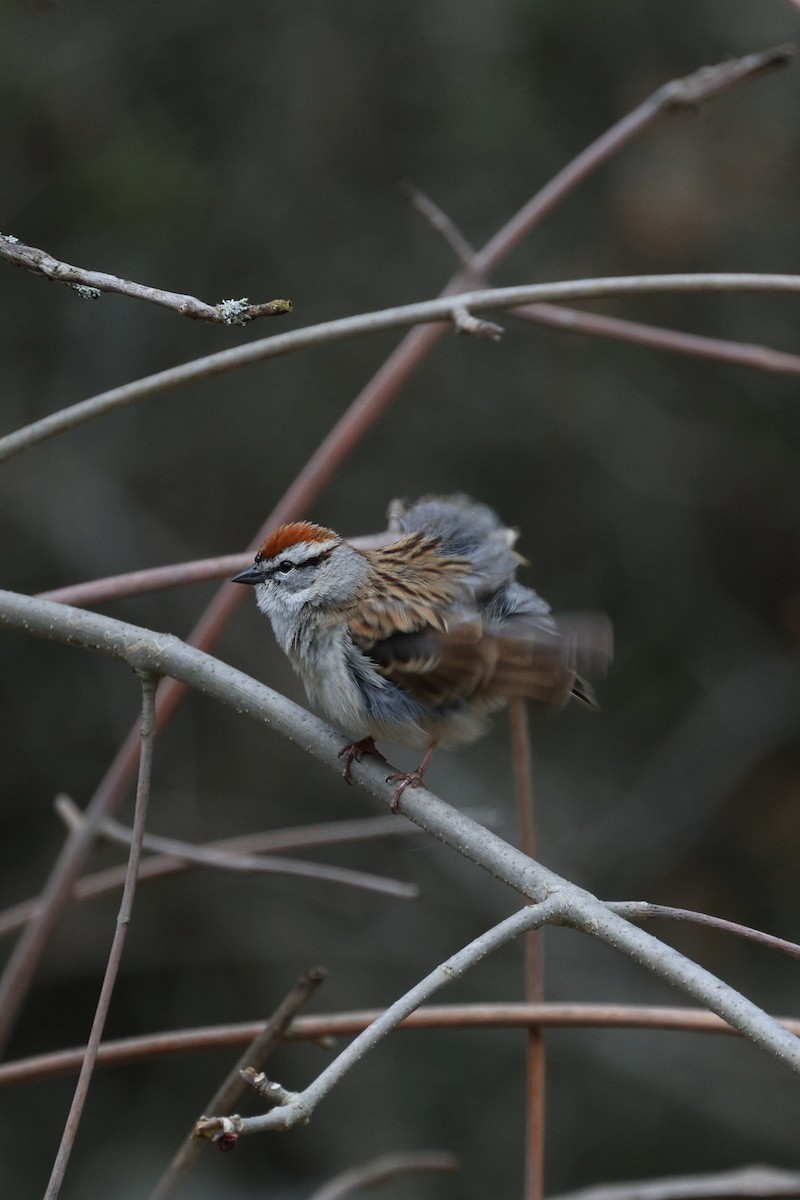 Chipping Sparrow - ML618300436
