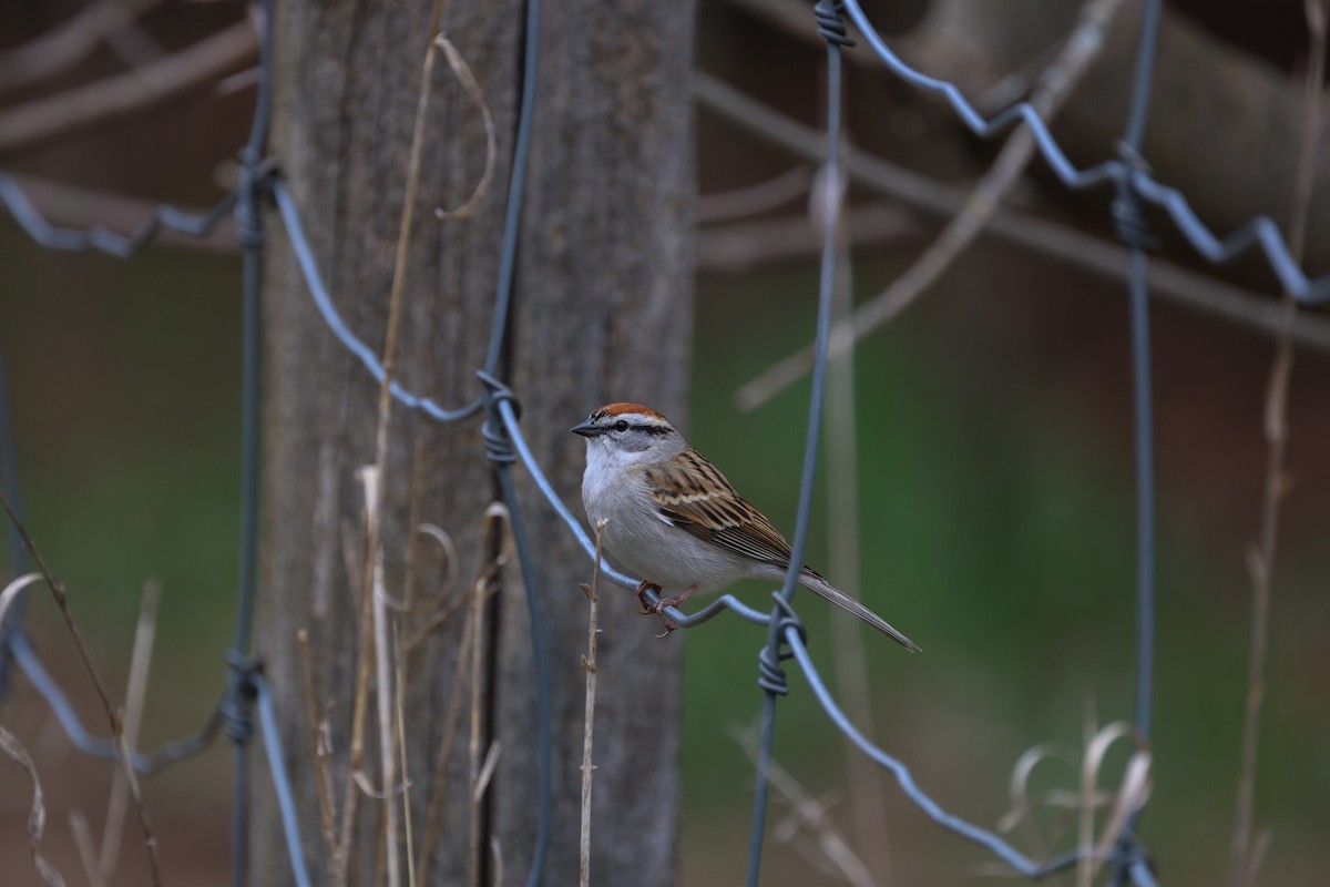 Chipping Sparrow - ML618300441
