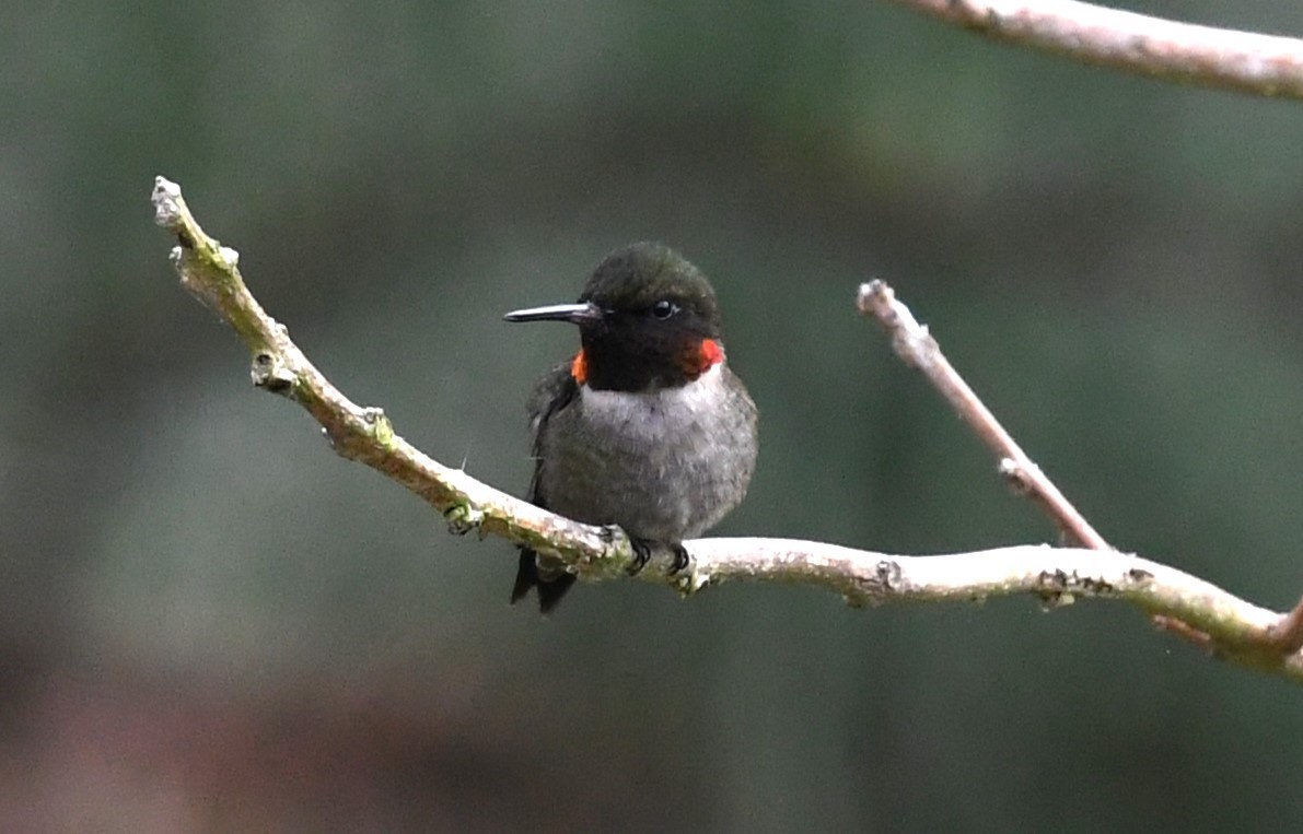 Ruby-throated Hummingbird - ML618300447