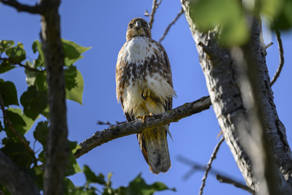 Red-tailed Hawk - ML618300449