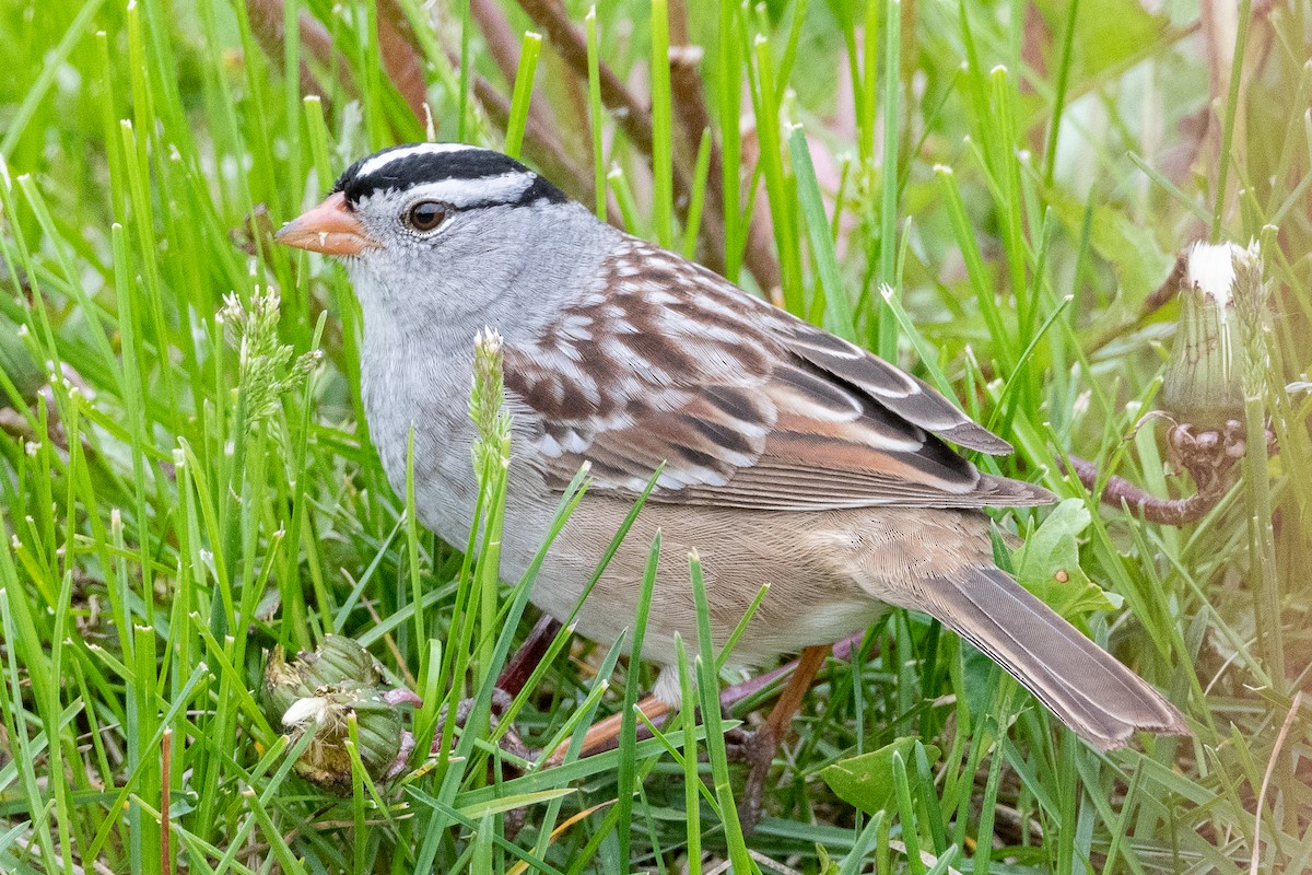 White-crowned Sparrow (Gambel's) - Kevin Powers