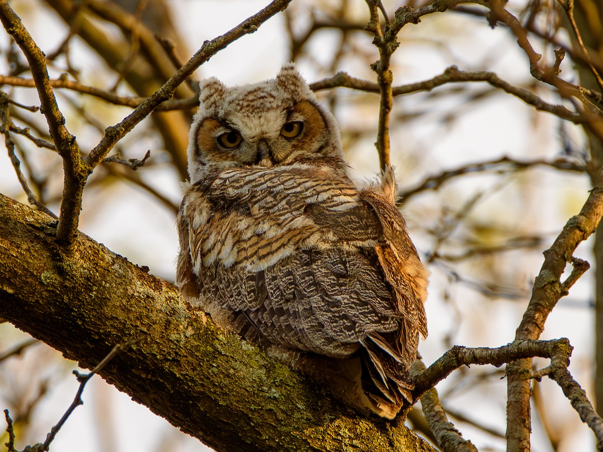Great Horned Owl - ML618300462