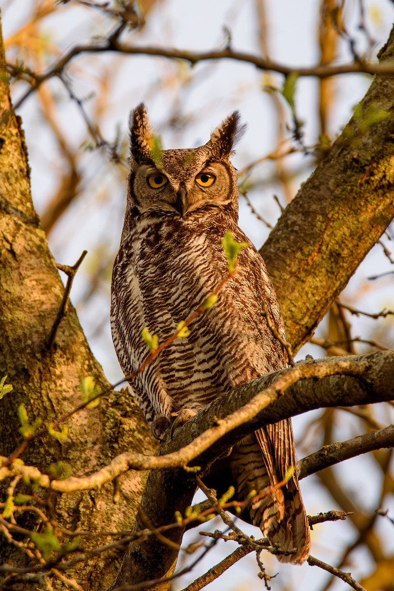 Great Horned Owl - ML618300463