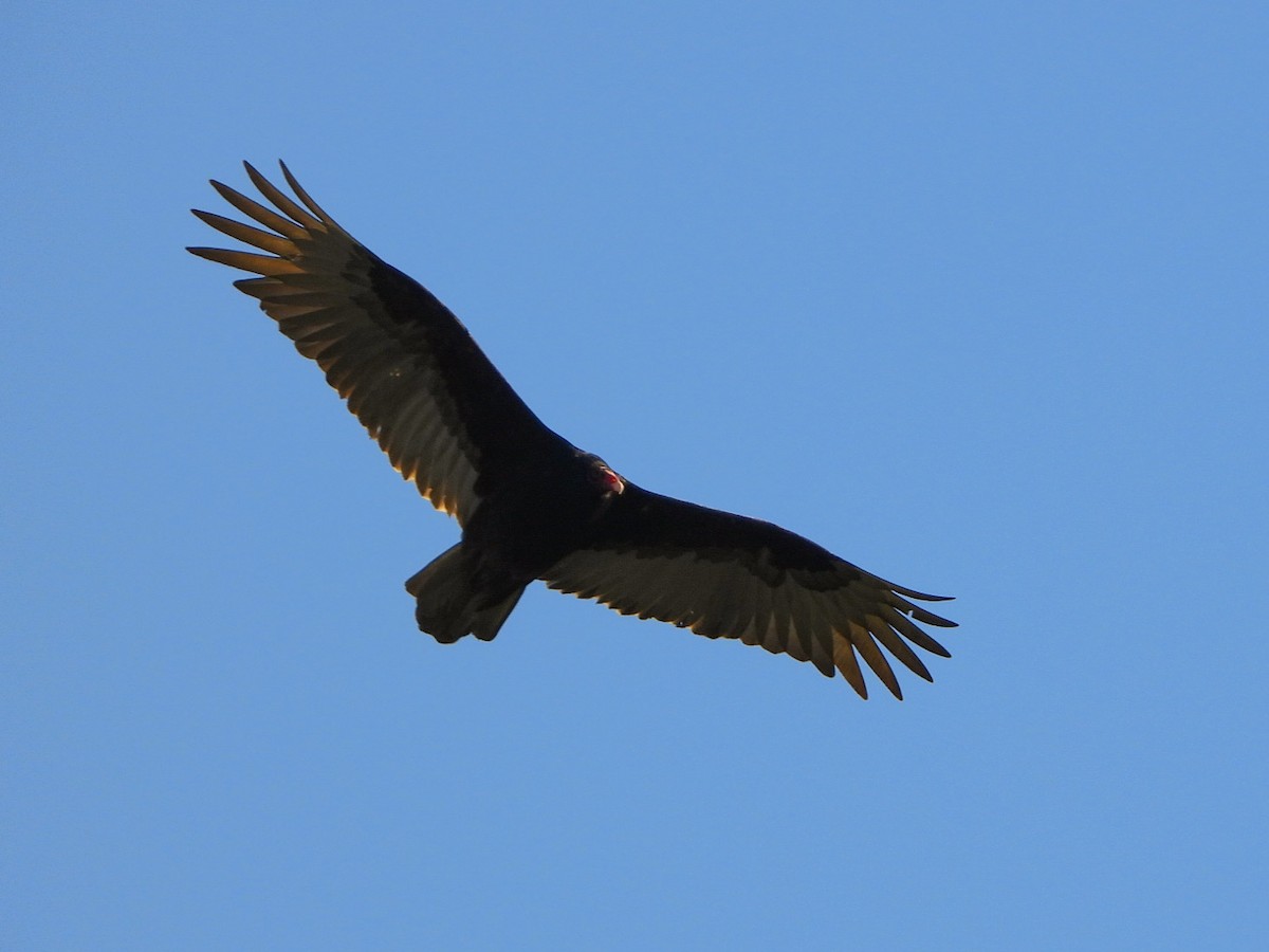 Turkey Vulture - ML618300493