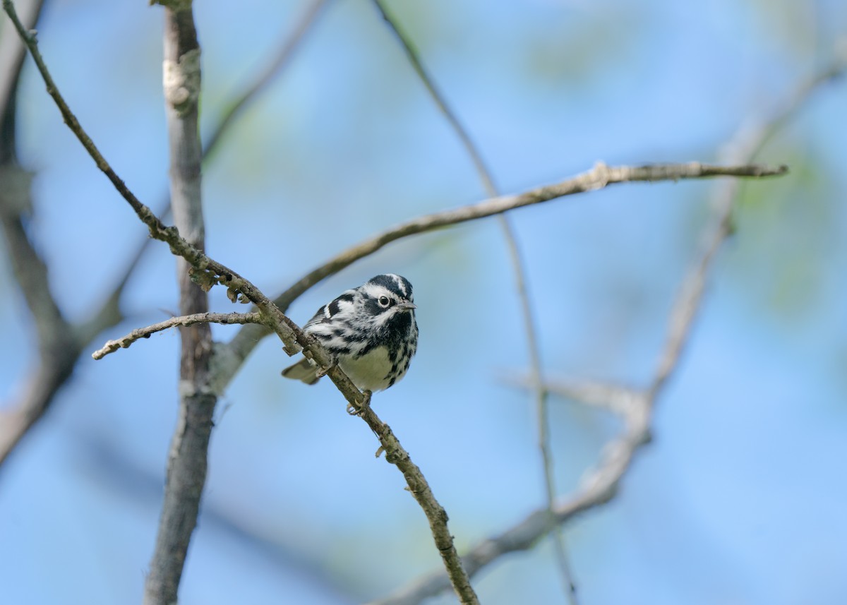 Black-and-white Warbler - ML618300496