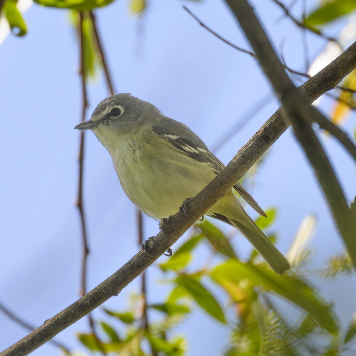 Cassin's Vireo - Mike Gifford