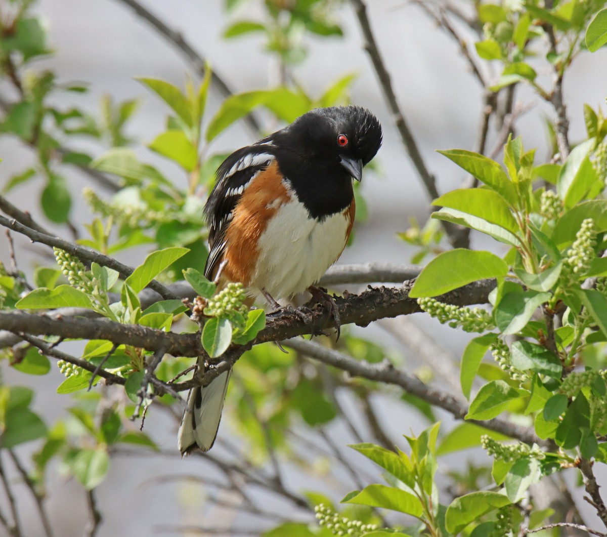 Spotted Towhee - ML618300533