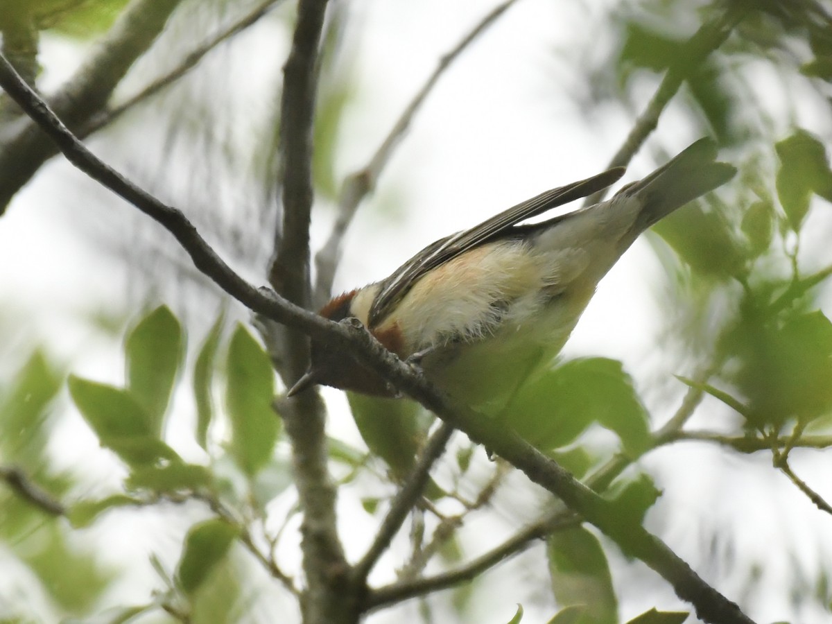 Bay-breasted Warbler - ML618300543