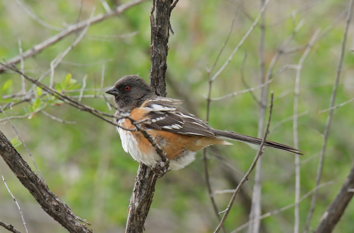 Spotted Towhee - ML618300544