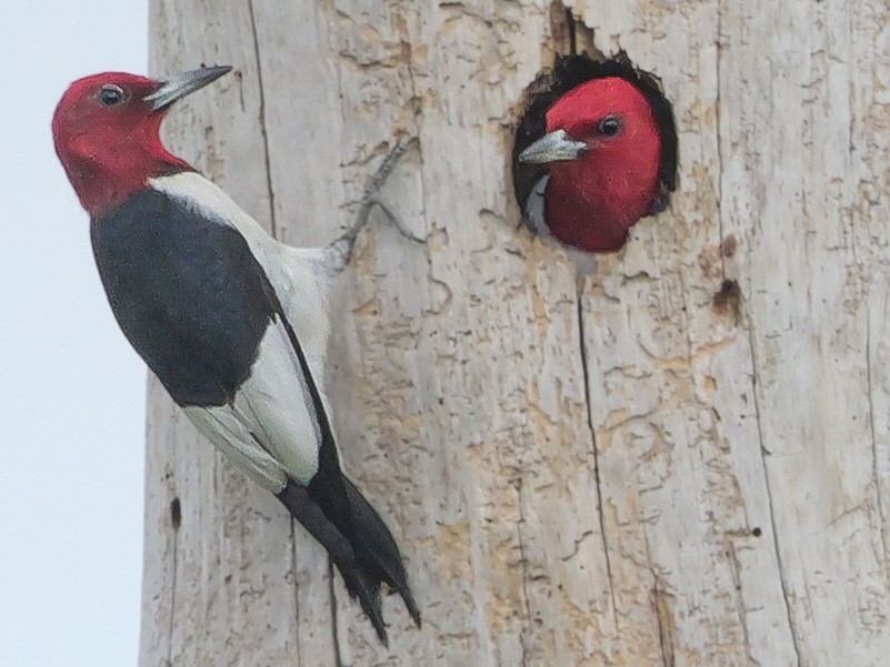 Red-headed Woodpecker - Roger Horn
