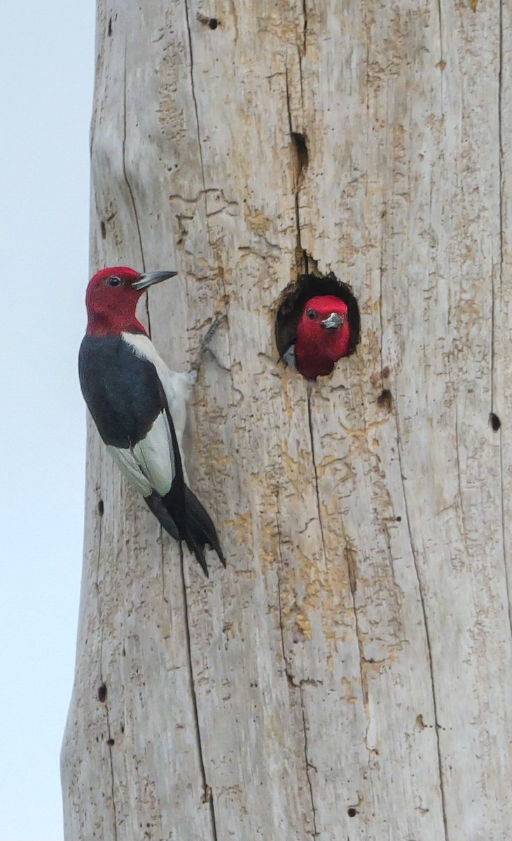 Red-headed Woodpecker - ML618300550