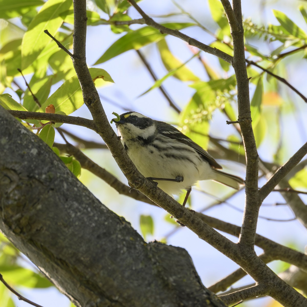 Black-throated Gray Warbler - Mike Gifford