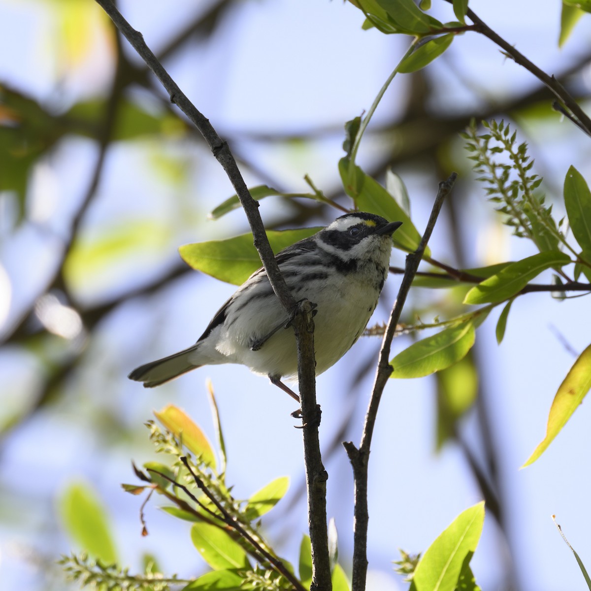 Black-throated Gray Warbler - ML618300552