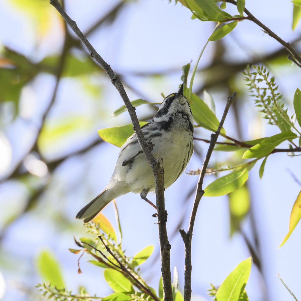 Black-throated Gray Warbler - ML618300553