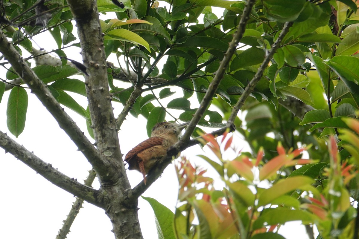 Лінивка-смугохвіст панамська - ML618300556