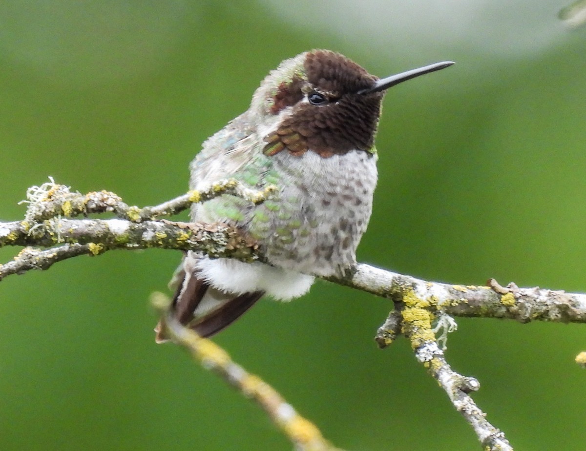 Anna's Hummingbird - ML618300566