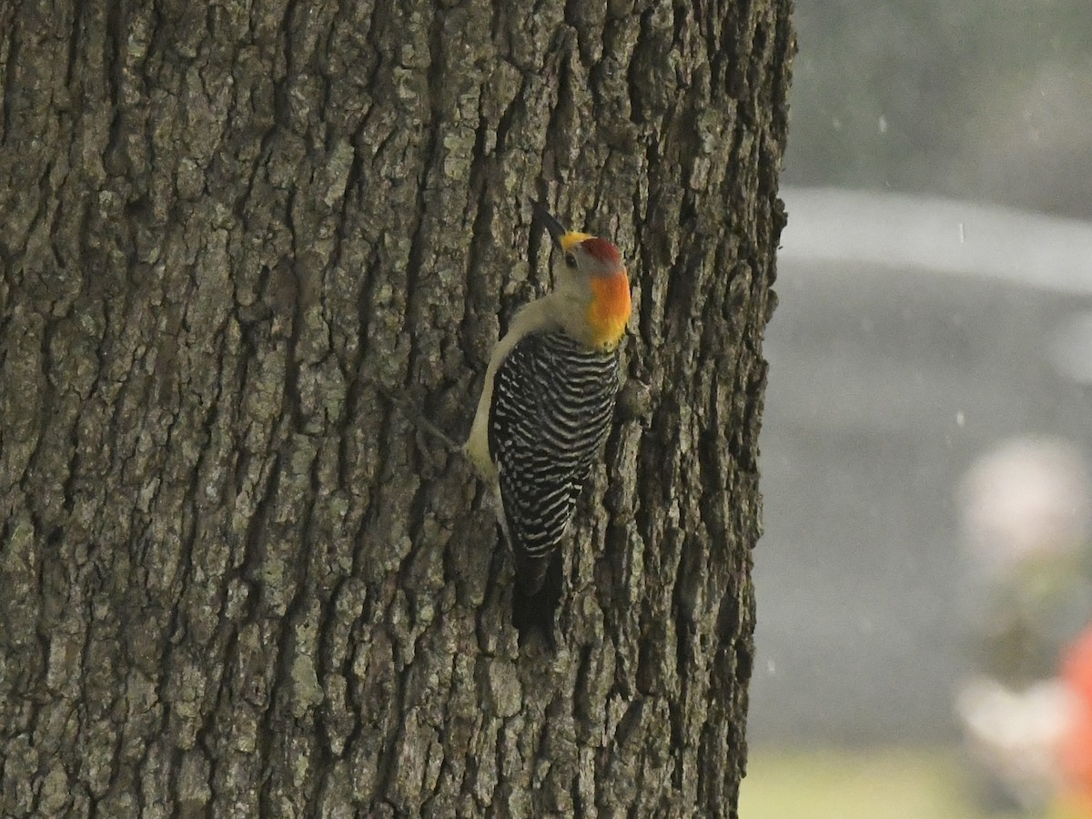 Golden-fronted Woodpecker - ML618300568